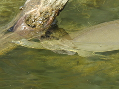 Apalone spinifera emoryi