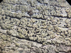 Pycnora praestabilis