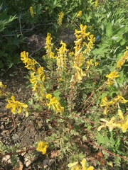Corydalis speciosa