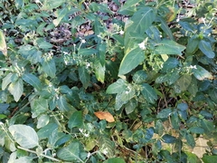 Rhinacanthus gracilis
