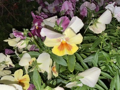Viola × wittrockiana