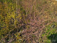 Actinidia kolomikta