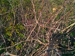 Actinidia kolomikta