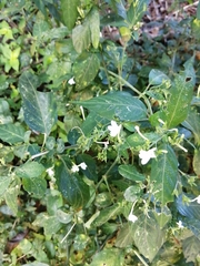 Rhinacanthus gracilis