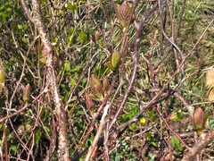 Actinidia kolomikta