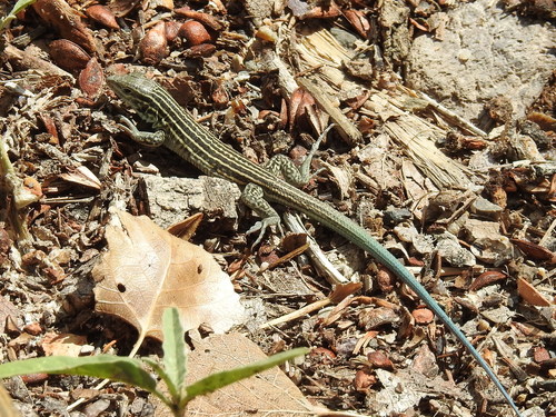 Aspidoscelis neomexicanus