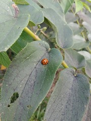 Harmonia dimidiata