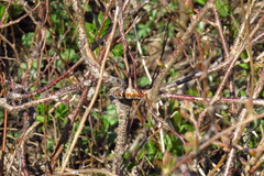 Actinidia kolomikta