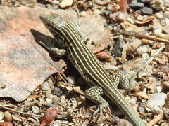 Aspidoscelis neomexicanus