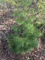 Pinus koraiensis