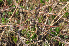 Actinidia kolomikta