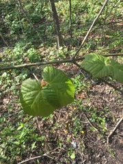 Acer tegmentosum