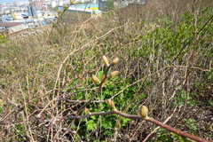 Actinidia kolomikta