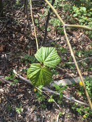 Acer tegmentosum