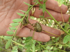 Sphaerophysa salsula