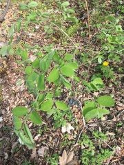 Lonicera praeflorens