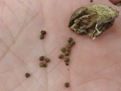 Sphaerophysa salsula