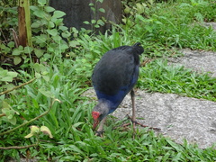 Porphyrio poliocephalus