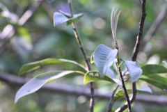 Magnolia maudiae