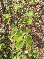 Carpinus cordata