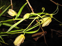 Fritillaria thunbergii