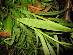 Fritillaria thunbergii