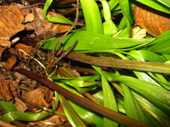 Fritillaria thunbergii
