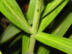 Fritillaria thunbergii