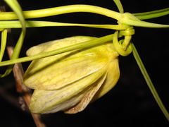 Fritillaria thunbergii