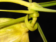 Fritillaria thunbergii