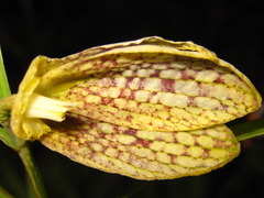 Fritillaria thunbergii