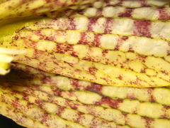 Fritillaria thunbergii