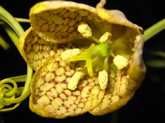 Fritillaria thunbergii