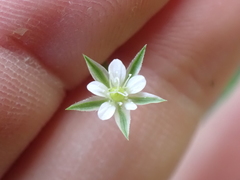 Moehringia trinervia
