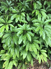 Heptapleurum arboricola