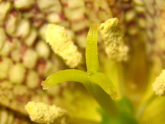 Fritillaria thunbergii