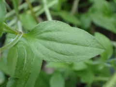 Moehringia trinervia
