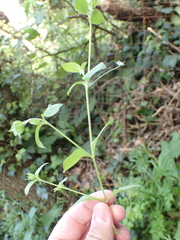 Moehringia trinervia
