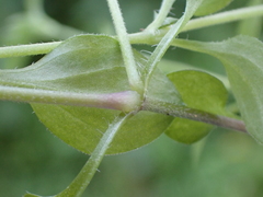 Moehringia trinervia