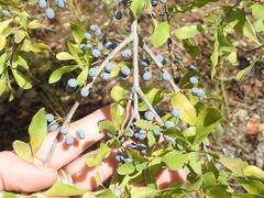 Forestiera pubescens pubescens