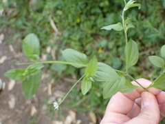 Moehringia trinervia