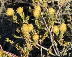 Phylica pubescens