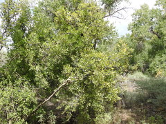 Forestiera pubescens pubescens