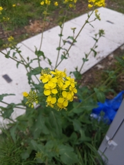 Brassica napus