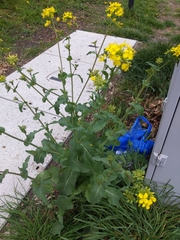 Brassica napus