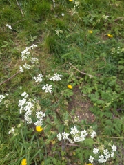 Anthriscus sylvestris