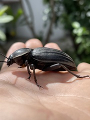 Chiliarchum bertolonii