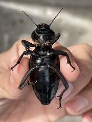 Chiliarchum bertolonii