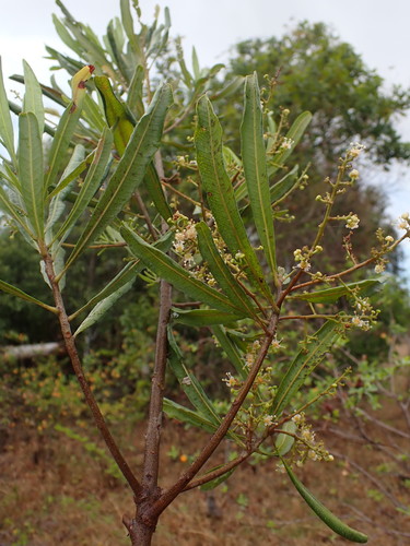 Filicium longifolium