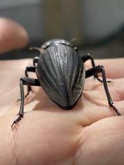 Chiliarchum bertolonii